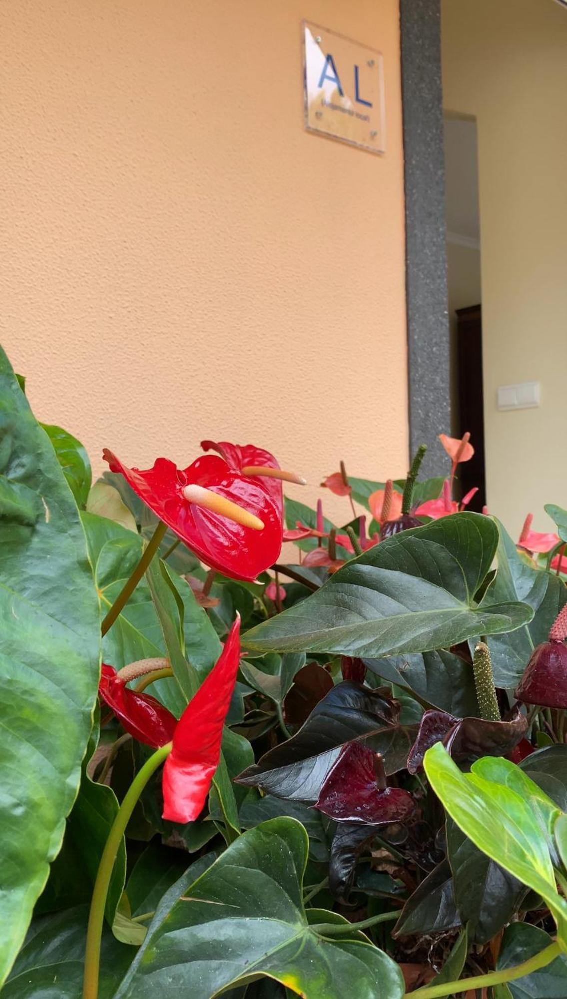 Ferienwohnung Pana House Calheta  Exterior foto